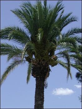 Date Palm, La Misión, Sonora