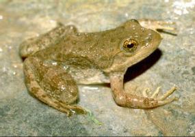 Tarahumara Frog